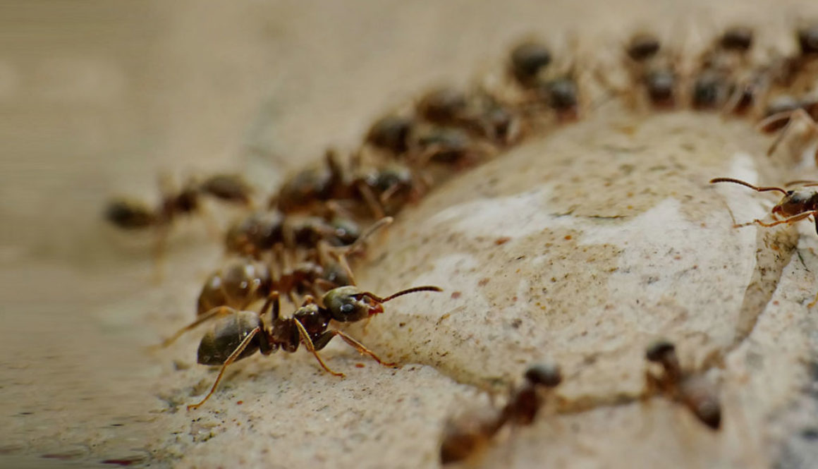 Ant Community