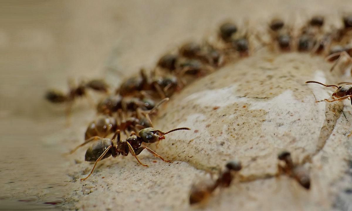 Ant Community